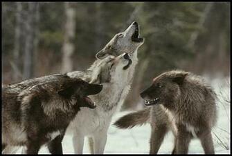 Beautiful Wolf Wallpaper For Desktop Ekstrax