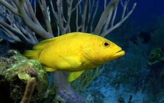 Wallpaper Sea Life Pictures