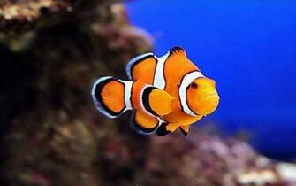 Clown Fish Wallpaper HD Pw