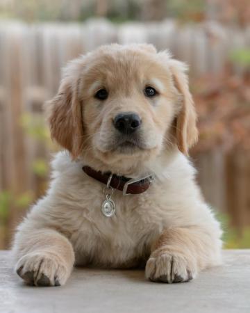 Golden Retriever Pictures HD Image
