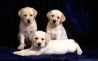 Cute Black Lab Puppies Wallpaper On