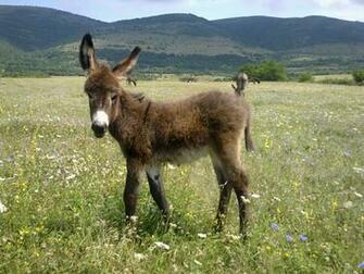 4k Donkey Wallpaper High Quality