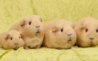 Guinea Pig Computer Wallpaper Desktop Background Id