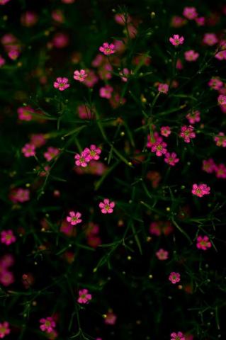 Babys Breath Beautiful Flowers Wallpaper Nature