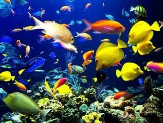 Underwater Wallpaper