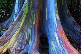 Eucalyptus Trees Rainbow Bark Hawaii Gardens Gardening