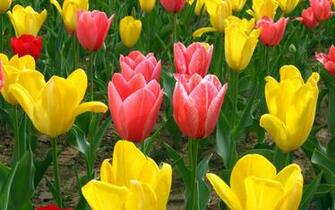 Try It Now Related Wallpaper Flowers Tulip Tulips This