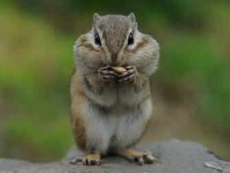 Hamster Wallpaper HD Background Cool Walldiskpaper