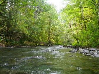 Trout Fly Fishing Wallpaper Native