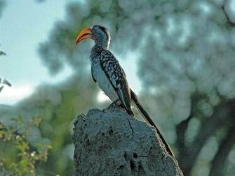 Read Rmation About The Yellow Billed Hornbill