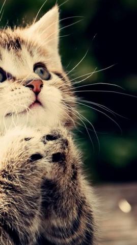 Cute Cat HD Wallpaper Desktop Background Android
