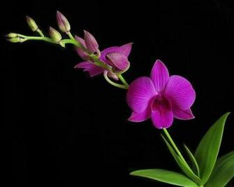 Black Orchid Flower Wallpaper Tree Photos Galleries