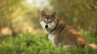 Shiba Inu Wallpaper Hintergr Nde Id