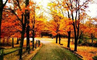 Beautiful Trees Wallpaper Mobile