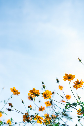 Best Ios Summer Wallpaper For Your Home Screen Aesthetic
