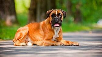 Boxer Dog HD Wallpaper