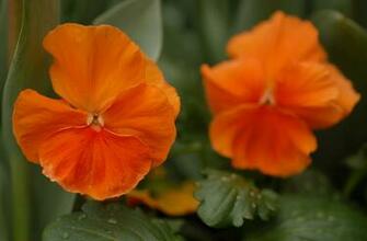 Orange Flowers Wallpaper