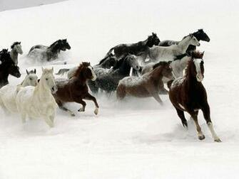 Horse Wallpaper Wild Horses Photos HD Animal