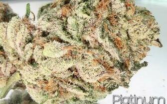 Platinum Bubba Kush Reseda HD Weed Wallpaper
