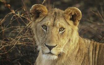 Young Wallpaper Lion Lions Adult Paper