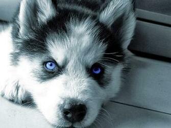 Siberian Husky HD Wallpaper