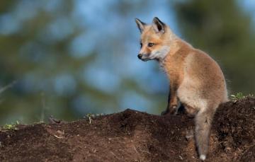 Wallpaper Look Pose Earth Blue Small Baby Red Fox Sitting