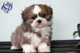Teacup Shih Tzu Puppy Black Male HD Wallpaper