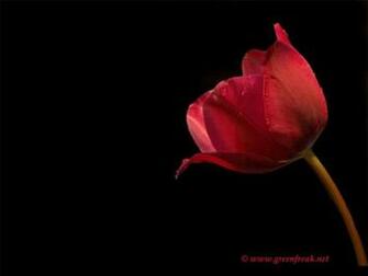 Tulip Background Wallpaper For Desktop