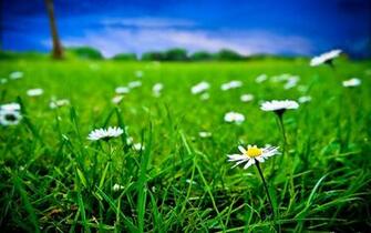 Daisy Bliss HD Wallpaper