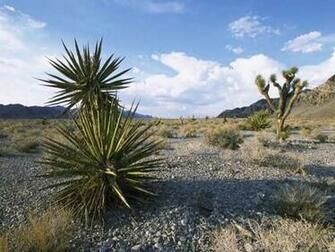 Mojave Desert Scenery Wallpaper