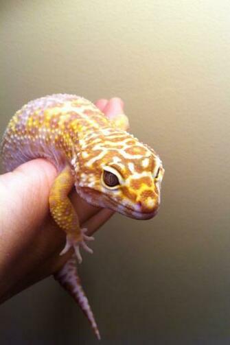 Leopard Gecko Clipart HD Wallpaper Background Image