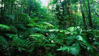 Tropical Rainforest Wallpaper