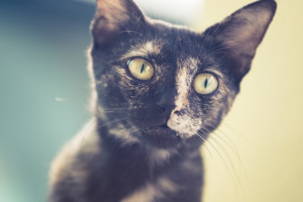 A Cat Looking At The Camera Photo India Image
