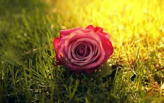 Rose Flower Wallpaper X
