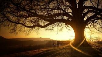 Sunset Tree Silhouette HD Wallpaper