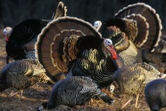 Turkey Hunting Truths Or Lies