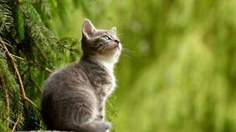 Cat Looking Up With Blur Background Wallpaper Stream