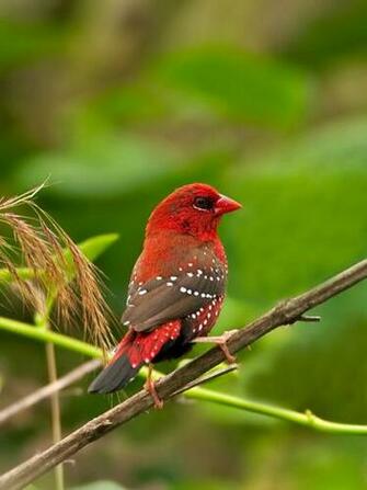 Strawberry Finch Bird Top My Wallpaper
