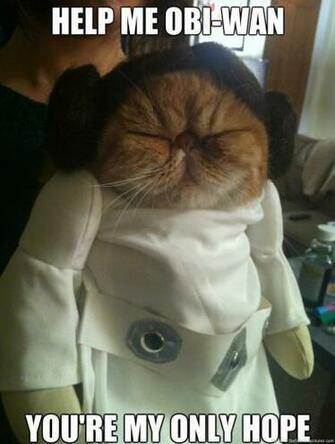 Derpy Cat Leia Funniest Pictures