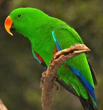 And Blue Parrot Is Sitting On Tree Wallpaper Pitchers Image
