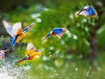 Flying Birds HD Wallpaper Nature