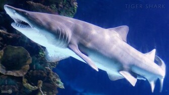 Wallpaper Live Shark Desktop
