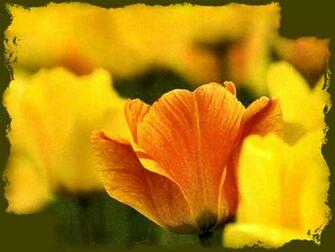 Golden California Poppy Wallpaper