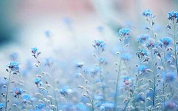 Winter Flowers Wallpaper Posted By Samantha Walker