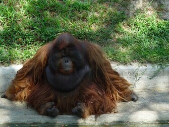 Orangutan Wallpaper Jpg