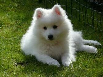 Image Spitz Samoyed Dog Dogs White Animals Staring