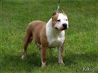 Pitbull Pictures Archives Of Lover