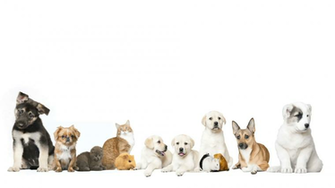 Pets Background On