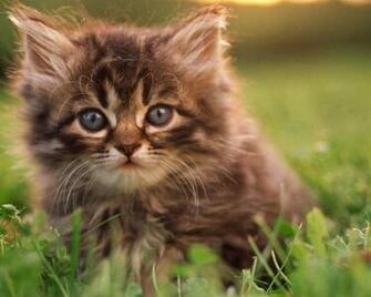 For Kittenwallpaper Org Wp Content U Kitty Jpg