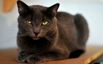 Beautiful Black Cat Wallpaper Screensavers